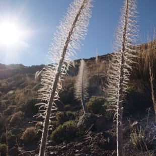 Echium wildpretii